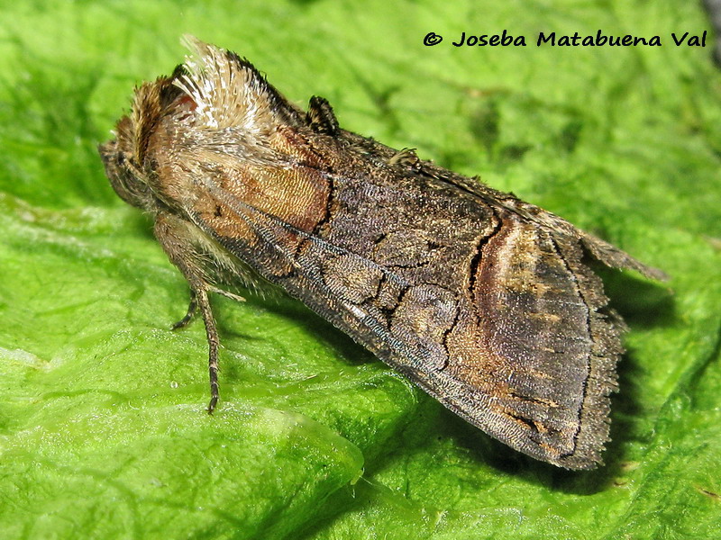 Abrostola triplasia - Noctuidae